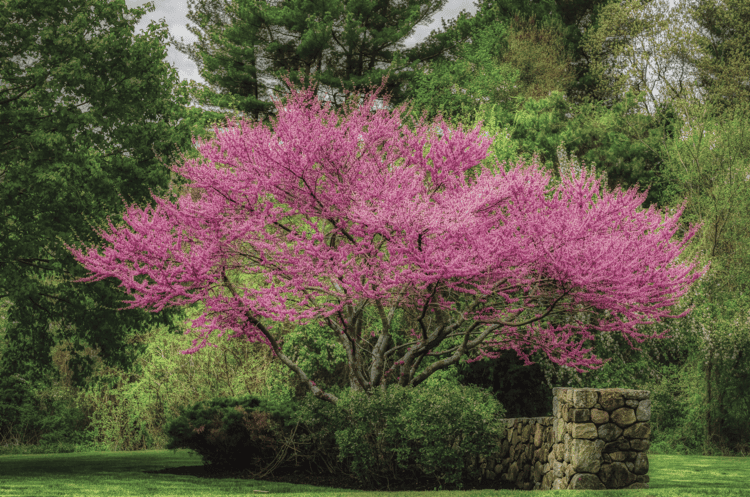 Des images de diff�rentes plantes